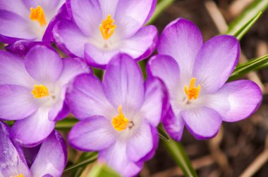 Mavi Çiğdem çiçek