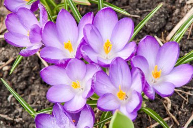 Mavi Çiğdem çiçek