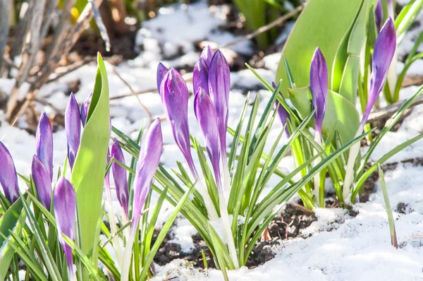 Blue crocus snow — Stock Photo, Image