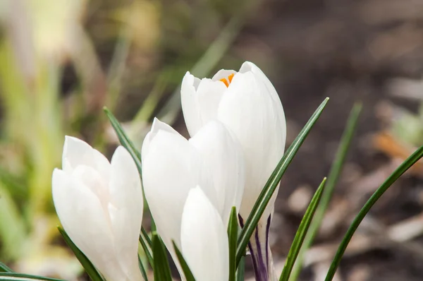 White crocus flower — Stock Photo, Image