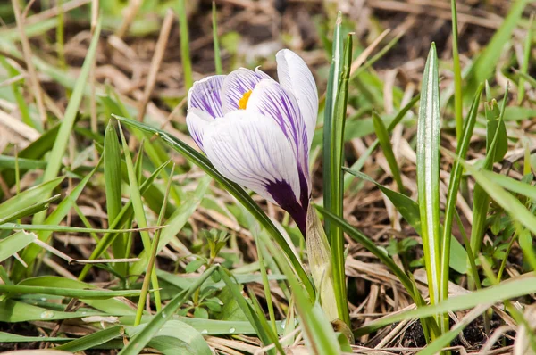 Striped crocus earth — Stock Photo, Image