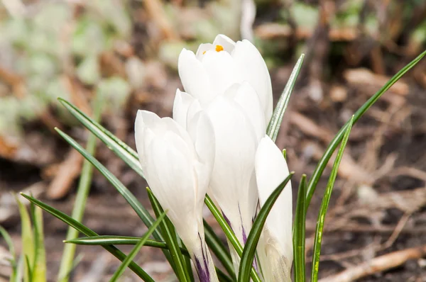 Fleur de crocus blanche — Photo