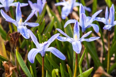 İlk bahar çiçekleri