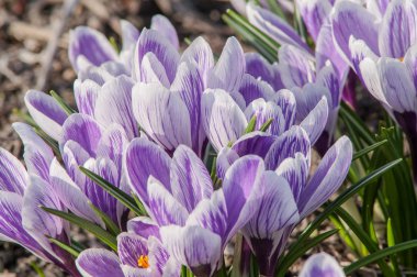 çizgili bitkisi toprak