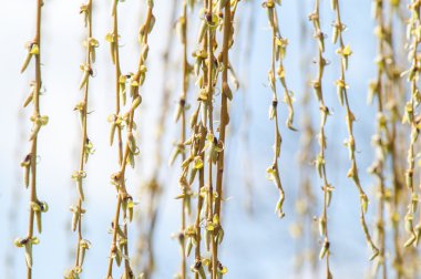 Ağlayan söğüt dalları