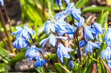 İlk bahar çiçekleri