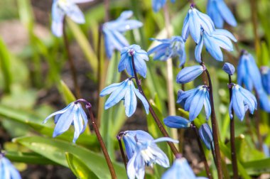 İlk bahar çiçekleri