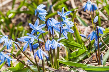 Çuha çiçeği kardelen mavi