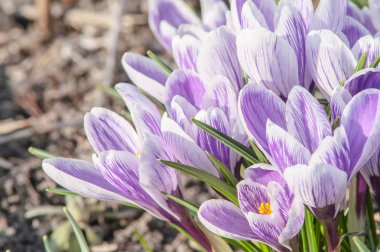 çizgili bitkisi toprak