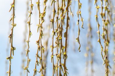 Ağlayan söğüt dalları