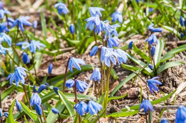 Çuha çiçeği kardelen mavi