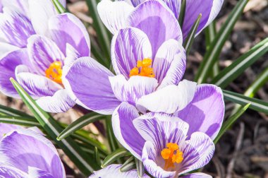 çizgili bitkisi toprak