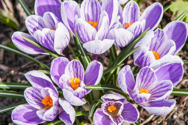 çizgili bitkisi toprak