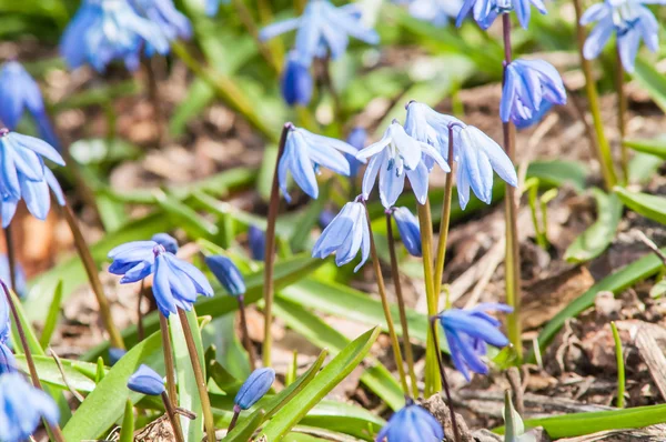 Çuha çiçeği kardelen mavi — Stok fotoğraf