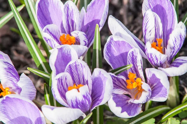 çizgili bitkisi toprak