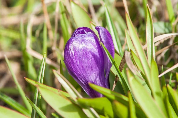 Fleur de crocus bleue — Photo