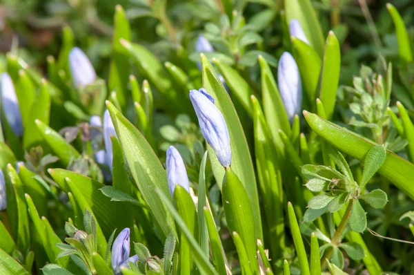 İlk bahar çiçekleri