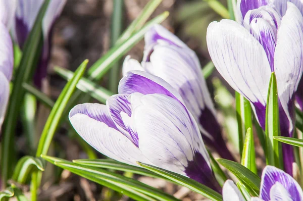 çizgili bitkisi toprak