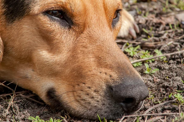 Nos psa ziemi — Zdjęcie stockowe