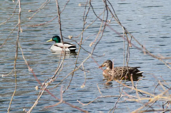 Canard sur l'eau au coucher du soleil — Photo