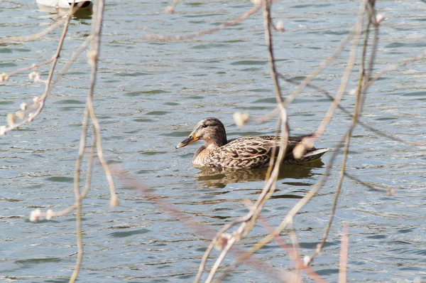 Ente auf dem Wasser bei Sonnenuntergang — Stockfoto