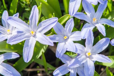 İlk bahar çiçekleri