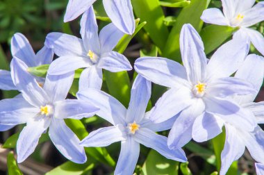 İlk bahar çiçekleri