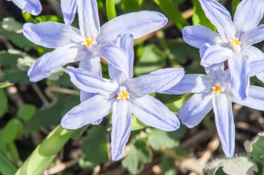 İlk bahar çiçekleri