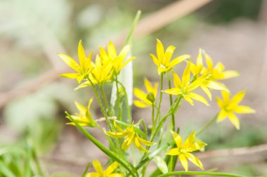 Sarı bahar çiçeği