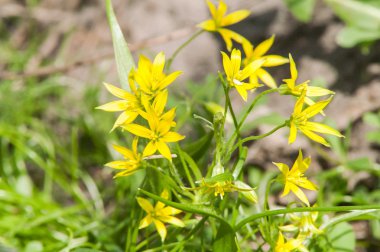 Sarı bahar çiçeği