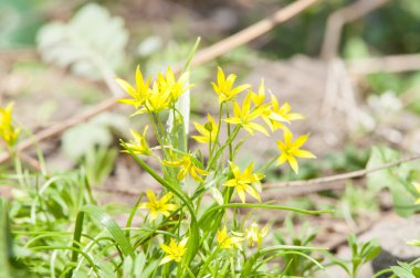 Sarı bahar çiçeği