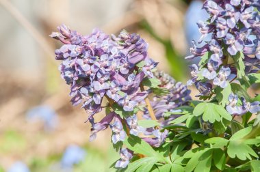 Baharın ilk çiçek