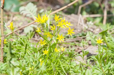 Sarı bahar çiçeği