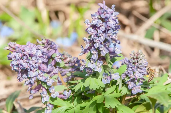 Första blomman av våren — Stockfoto