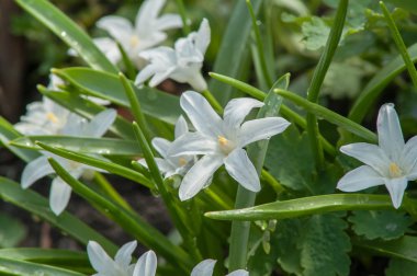 İlk bahar çiçekleri