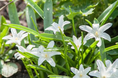 İlk bahar çiçekleri