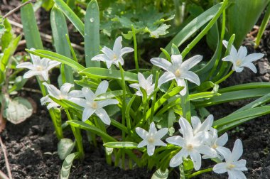 İlk bahar çiçekleri