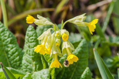 Sarı bahar çiçeği