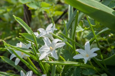 İlk bahar çiçekleri