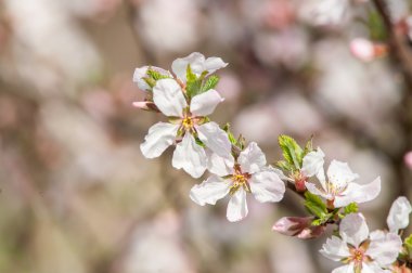 Kiraz çiçekleri Çince
