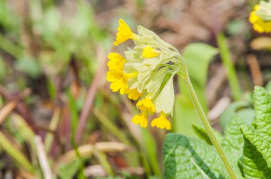 Sarı bahar çiçeği