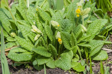 Sarı bahar çiçeği