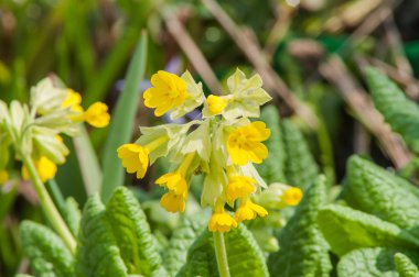 Sarı bahar çiçeği
