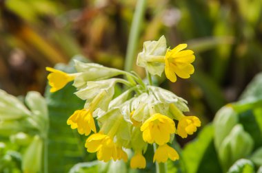 Sarı bahar çiçeği