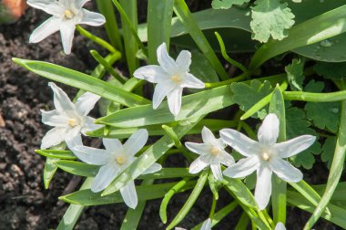 İlk bahar çiçekleri