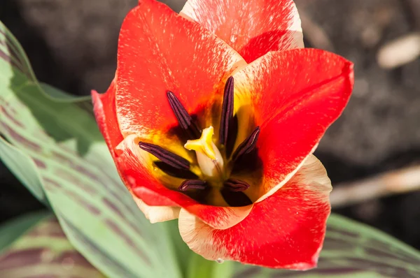 Tulipa flor vermelha — Fotografia de Stock