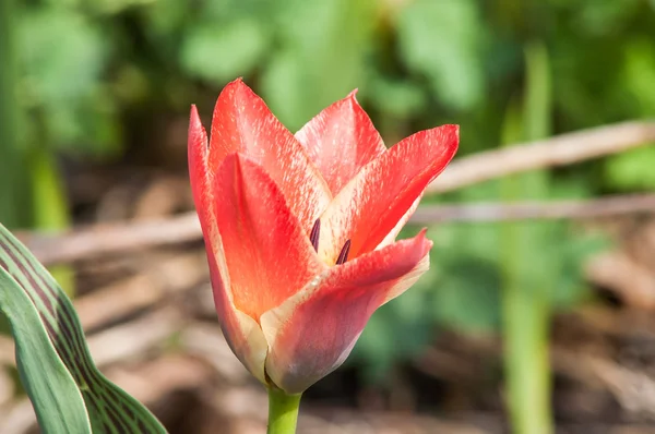 Tulipa flor vermelha — Fotografia de Stock