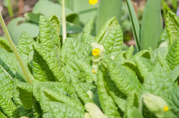 Sarı bahar çiçeği