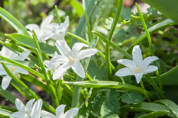 İlk bahar çiçekleri