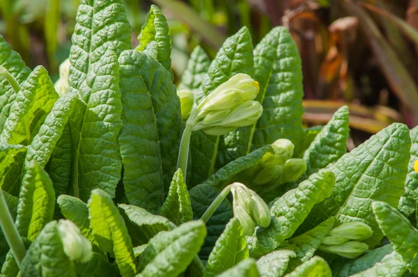 Sarı bahar çiçeği